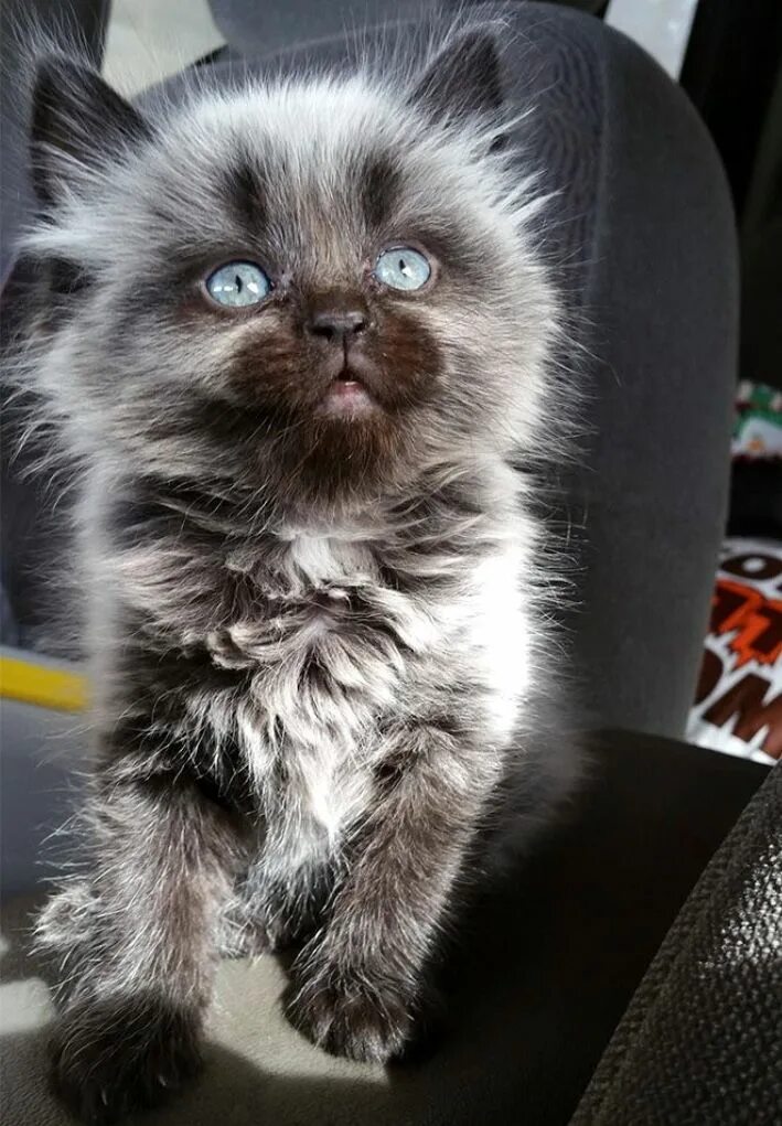 Как выглядят редкие коты Pin on Art Dolls and Dragons Cute baby animals, Cute little animals, Cute animal