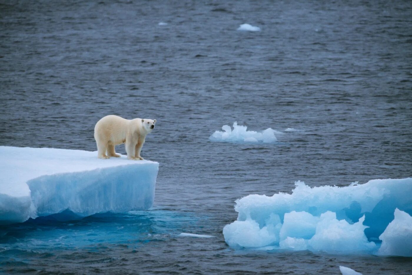 На льдах какого залива обитают белые. Таяние ледников медведи ледники. Таяние ледников Полярные медведи. Белый медведь глобальное потепление. Среда обитания белого медведя.