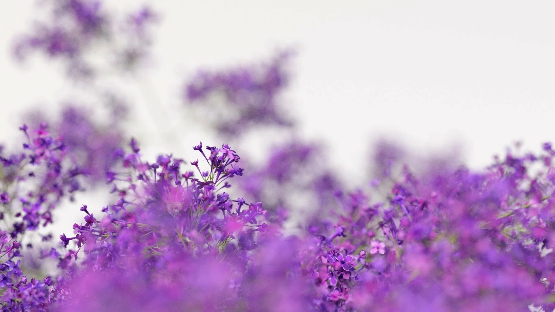 Purple ground