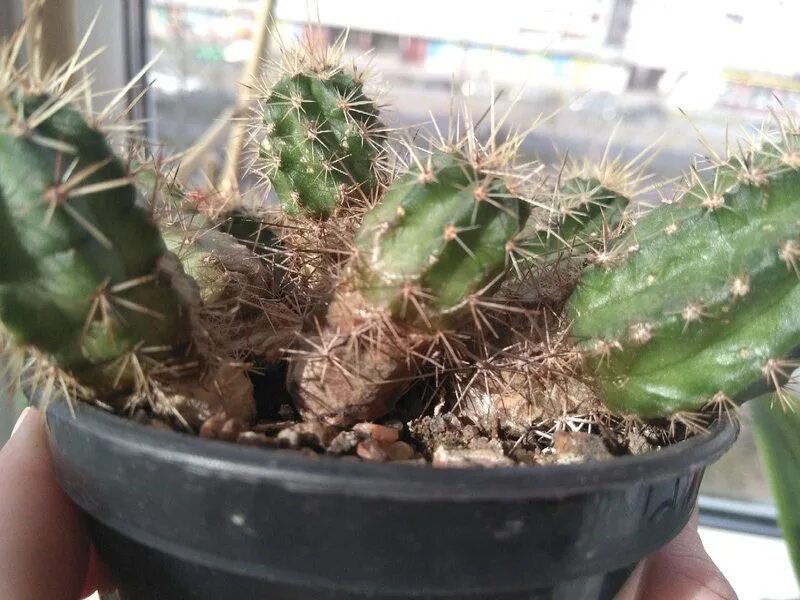 болезни кактусов фото. опунция опробковение. маммиллярия кактус мучнистый червец. больной кактус. кактус болеет.