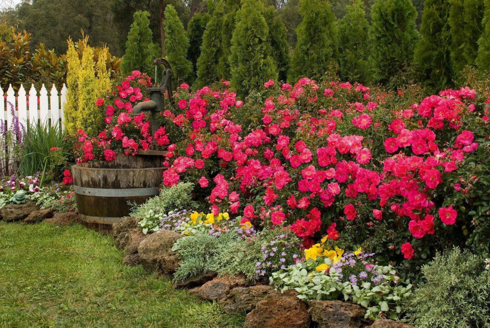 Лучшие розы для сада. Почвопокровные розы в миксбордере. Почвопокровные розы в вазонах.