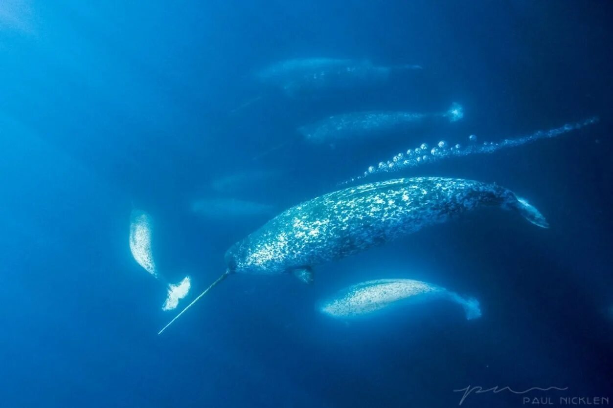 Нарвал северного ледовитого океана. Кит нарвал. Нарвал морской единорог. Нарвал морской единорог. Дельфин единорог нарвал.