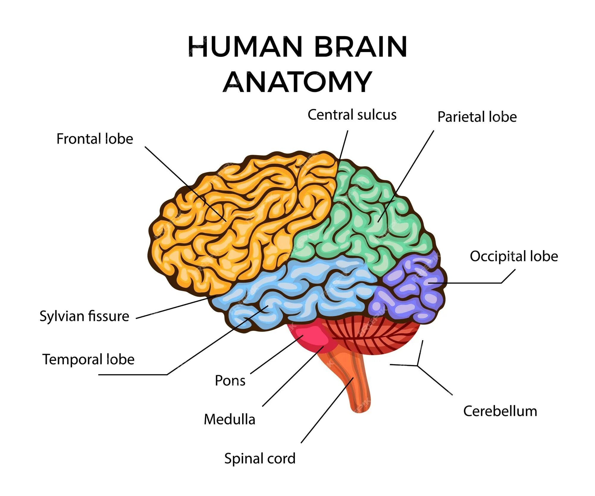 Brain structure. Мозг анатомия. Головной мозг анатомия. Головной мозг инфографика. Мозг инфографика анатомия.