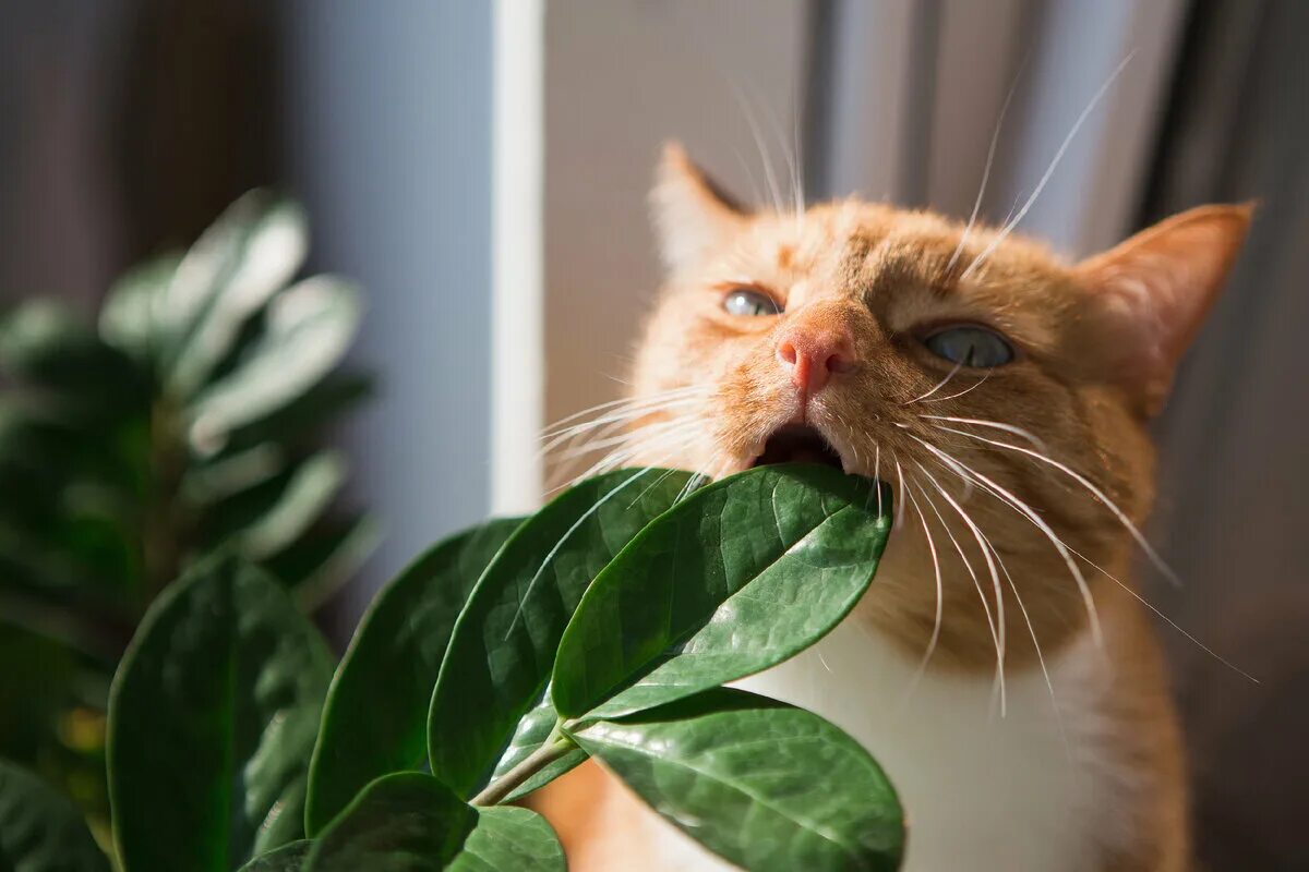 Cat plants. Кошки и растения. Комнатные цветы, опасные для домашних животных. Кошачий цветок комнатный. Токсичные растения для кошек.