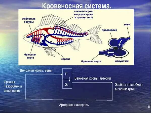 От жабр у рыб течет. Кровеносная система рыб схема. строение кровеносной системы костных рыб. кровеносная система рыб 7 класс. кровеносная система костистых рыб.