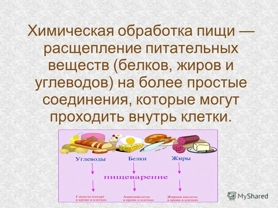 Химическое изменение пищи