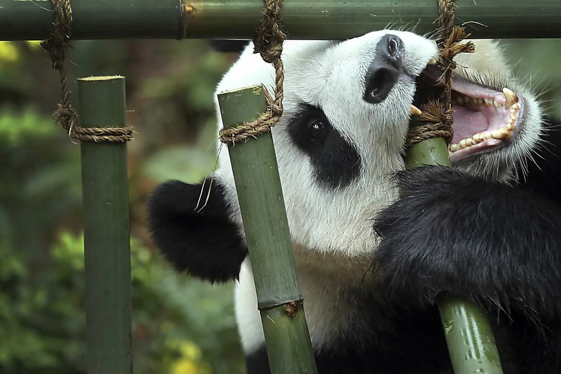 Большая панда что едят. Цзя Цзя Панда. Панда жует бамбук. Панда на бамбуке. Бамбук и Панда в природе.