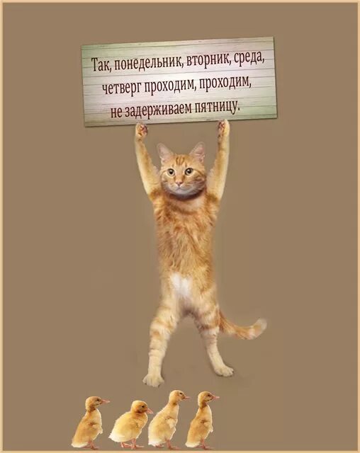 черный вторник 2014. вторник это не понедельник. план на понедельник ждать пятницу. стих про дни недели для детей. рабочая неделя.