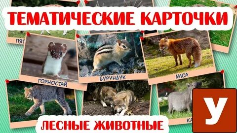Учим животных леса