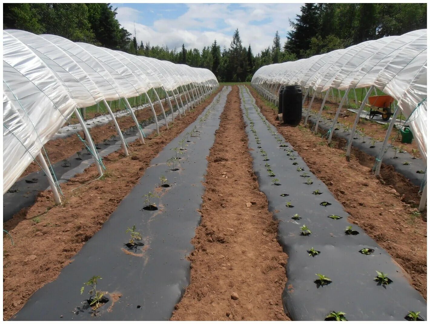 Мульчирование клубники спанбондом. Агротекстиль для мульчи. Спанбонд для мульчирования. Агроткань мульчирующая. Мульча спанбонд.