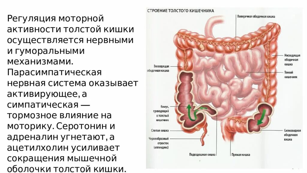 Толстая кишка среда. Сигмовидная кишка анатомия человека. Пищеварительная система толстая кишка. Отделы толстой кишки анатомия человека. Отделы тонкой кишки анатомия.