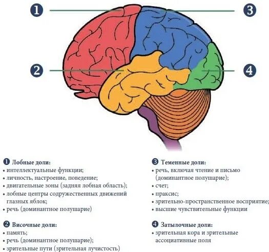 Области доли мозга. Мозговая локализация высших психических функций. Локализация высших психических функций схема. Функции долей коры головного мозга. Схема локализации функций в коре головного мозга.