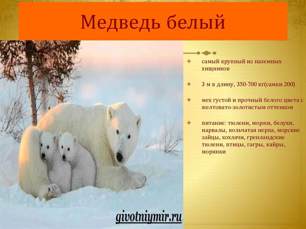 Величие и немощность встречаются у Валуева: он убивает медведя, занесенного в кр