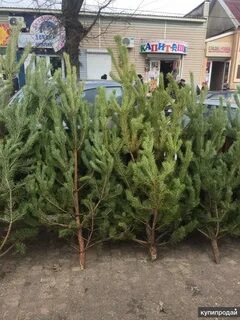 Купите сосну недорого