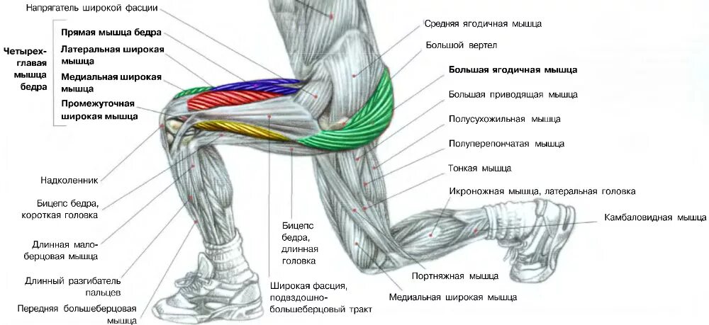 Комплекс упражнений для развития мышц передней поверхности бедра. Как прокачать переднюю поверхность бедра. Мышцы ног и ягодиц анатомия. Выпады упражнение мышцы.
