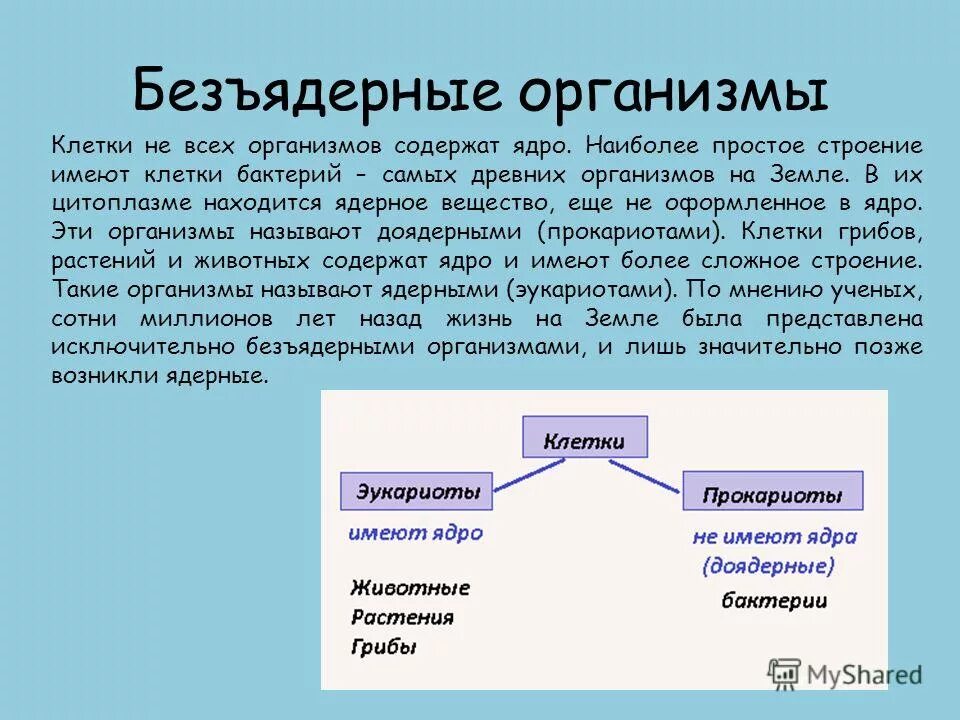 Как называются безъядерные клетки
