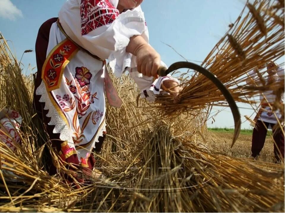 Славянский праздник сбора урожая «Спожинки». Зажинки на Руси. Зажинки праздник у славян. Зажинки 2022.