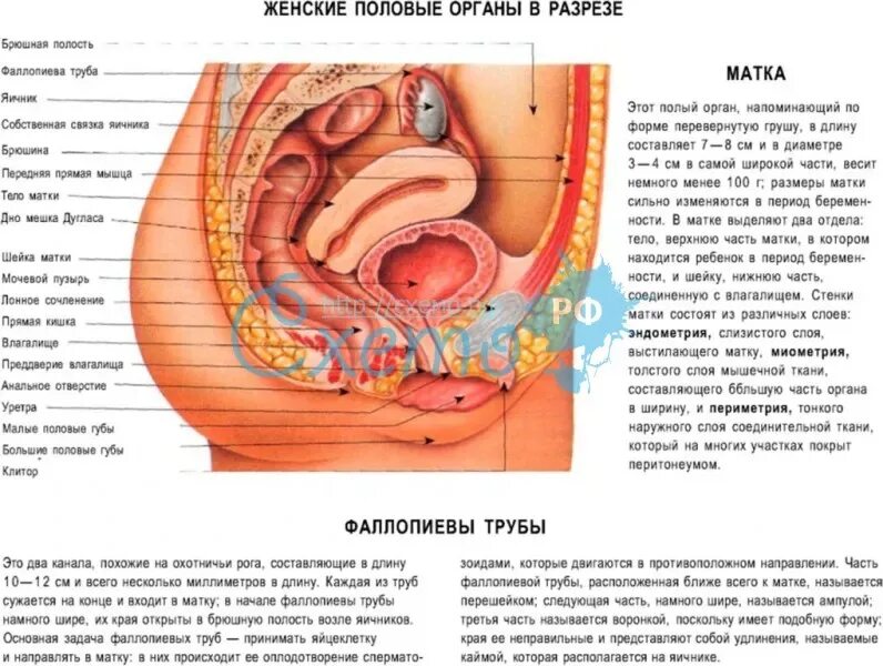 Схема женских половых органов. Половой орган женщины в разрезе. Строение полового органа женщины. Женские половые органы анатомия.