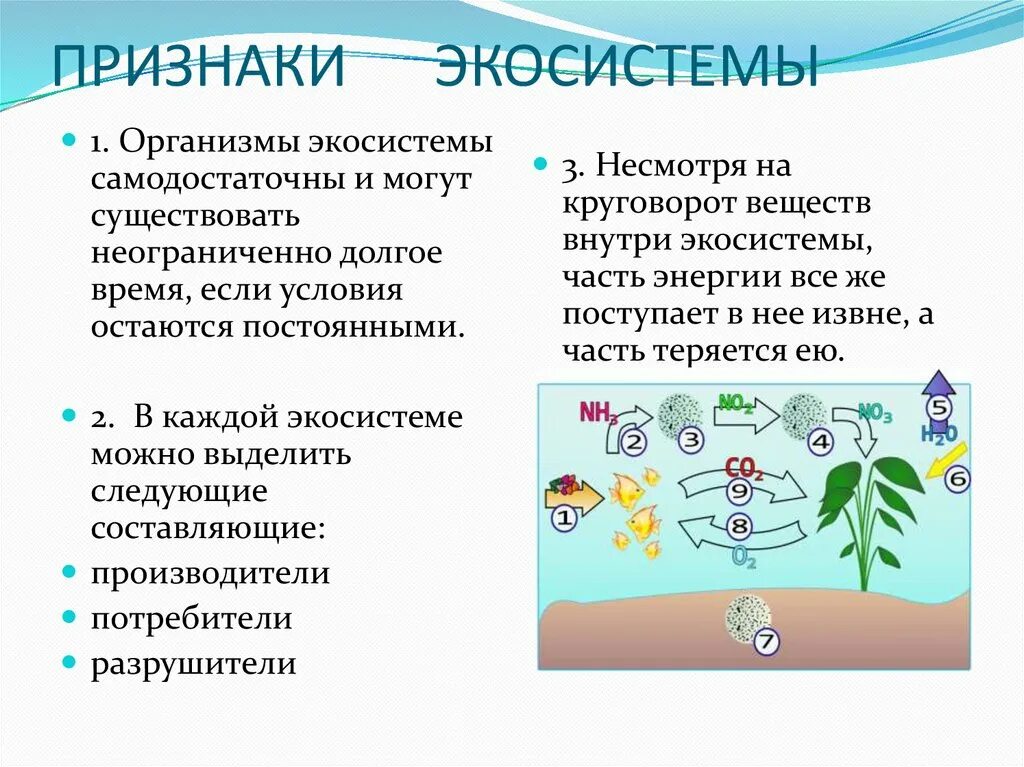 Основные признаки экологического. Признаки экосистемы. Признаки экологической системы. Экосистема презентация. Существенные признаки экосистемы.