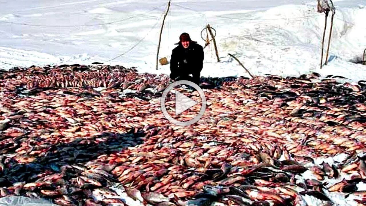 Ловить много рыбы. Много рыбы. Ловля рыбы. Куча рыбы на льду. Много рыбы на льду.