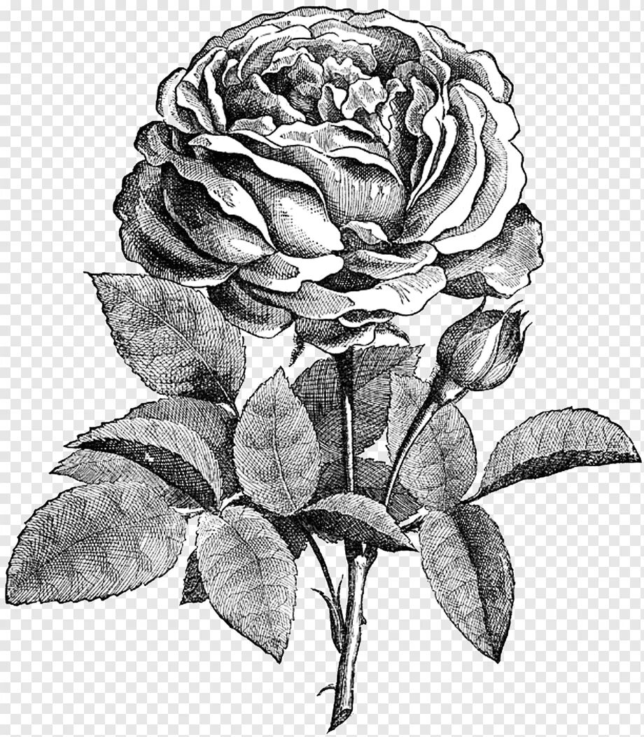 Черно белое изображение png. Botanical illustration Black White розы. Линогравюра розы. Гравюра цветы. Черно-белый цветок.