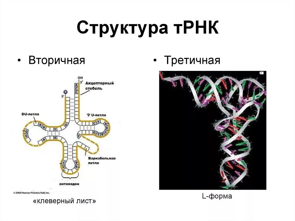 Третичная структура транспортной РНК. Структуры РНК первичная вторичная и третичная. Вторичная структура структура РНК. Первичная вторичная и третичная структура ТРНК.