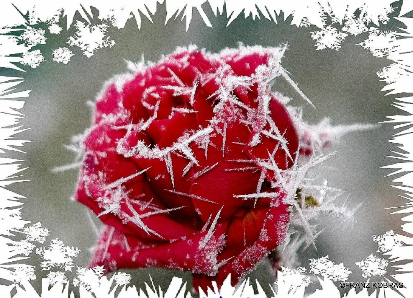 Красные цветы зимние розы. Зимний красный цветок. Розы и снежинки. Композиция замерзшие цветы. Розы на снегу снежинки.