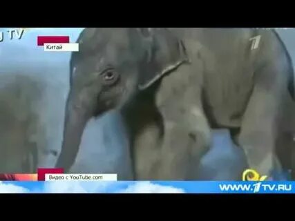 У слоника мама носатая