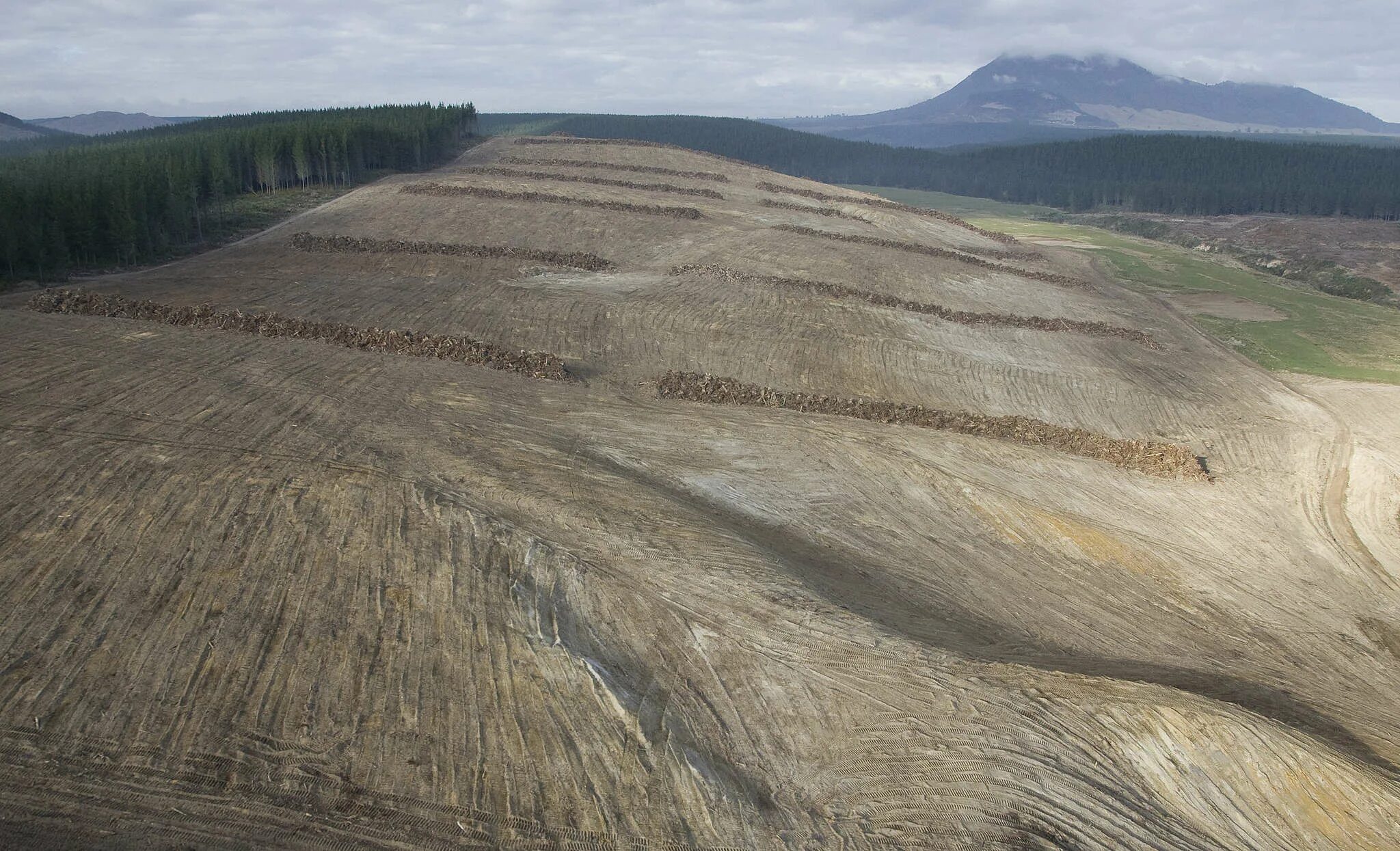 сибирская тайга вырубка леса. сибирская тайга бурелом. долина мехико обезлесение. вырубка тайги. вырубка тайги.