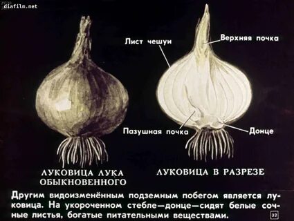 Луковица тюльпана является видоизменением корня