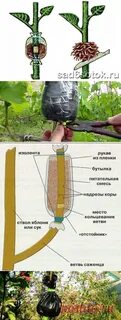 Размножение яблони