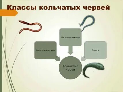 Тест круглые и кольчатые черви
