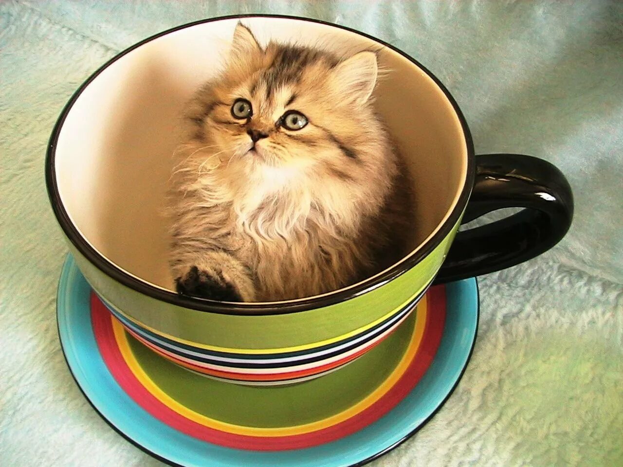 Доброе утро картинки красивые котята. Кот в кружке. Котенок в чашечке. Милые котики в кружке. Чашка с кошкой.