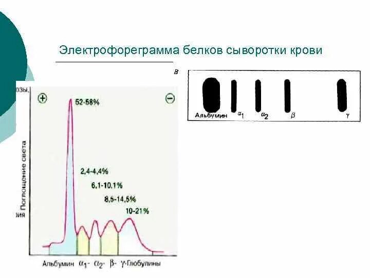 Белки белковые фракции. Электрофореграмма белков крови. Электрофореграмма белков сыворотки. Электрофореграмма сыворотки крови. Белковые фракции сыворотки крови.