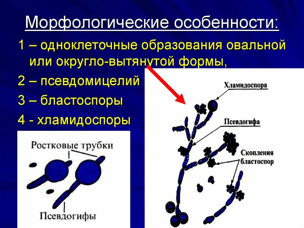 Бластоспоры и псевдомицелий. Грибы рода кандида бластоспоры. Псевдомицелий грибов кандида. Candida псевдомицелий бластоспоры. Почему некоторые одноклеточные грибы называют патогенными