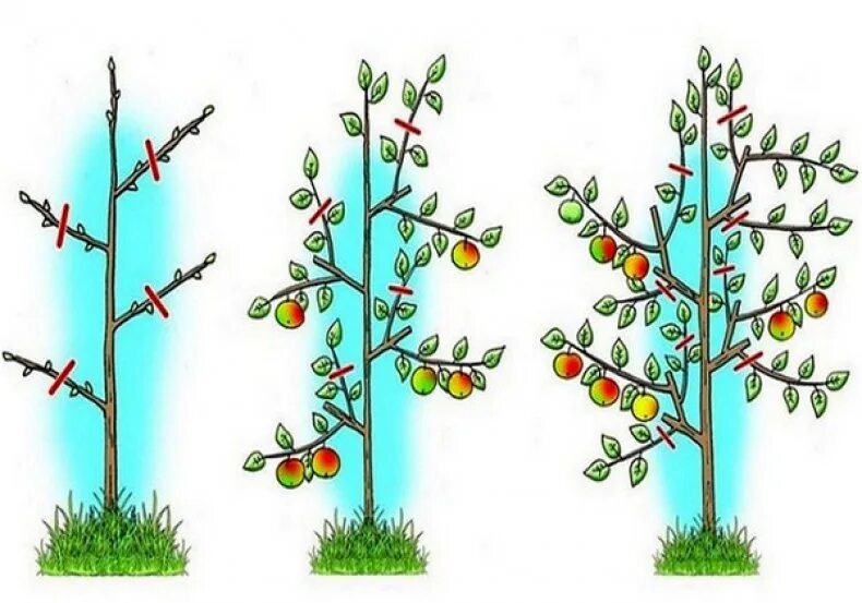 Формирование плодовых. Схема обрезки плодовых деревьев. Обрезка плодовых деревьев яблонь. Обрезка деревьев яблони весной.