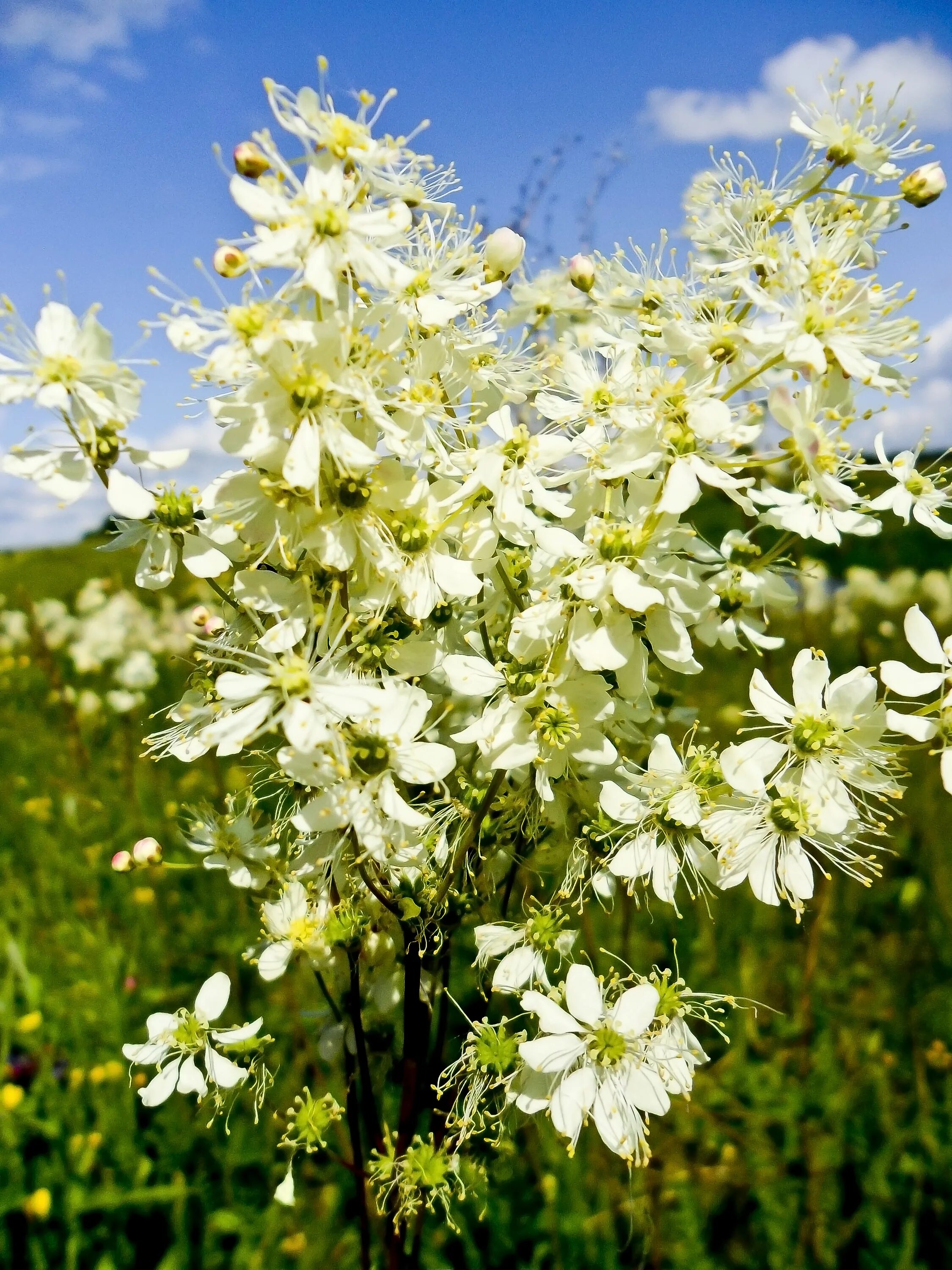 Луговая трава с душистыми цветками. Белоцветка Луговая. Астер цветок белый Луговой. Белый цветочек полевой Купавна. Белые полевые цветочки.