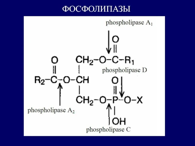 Лецитин фосфолипаза а1. Фосфолипаза функции. Фосфолипаза. Фосфолипаза а3. Реакция катализируемая фосфолипазой а2.