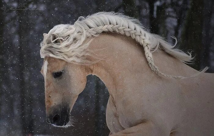 the equus Horse braiding, Horse mane braids, Horses
