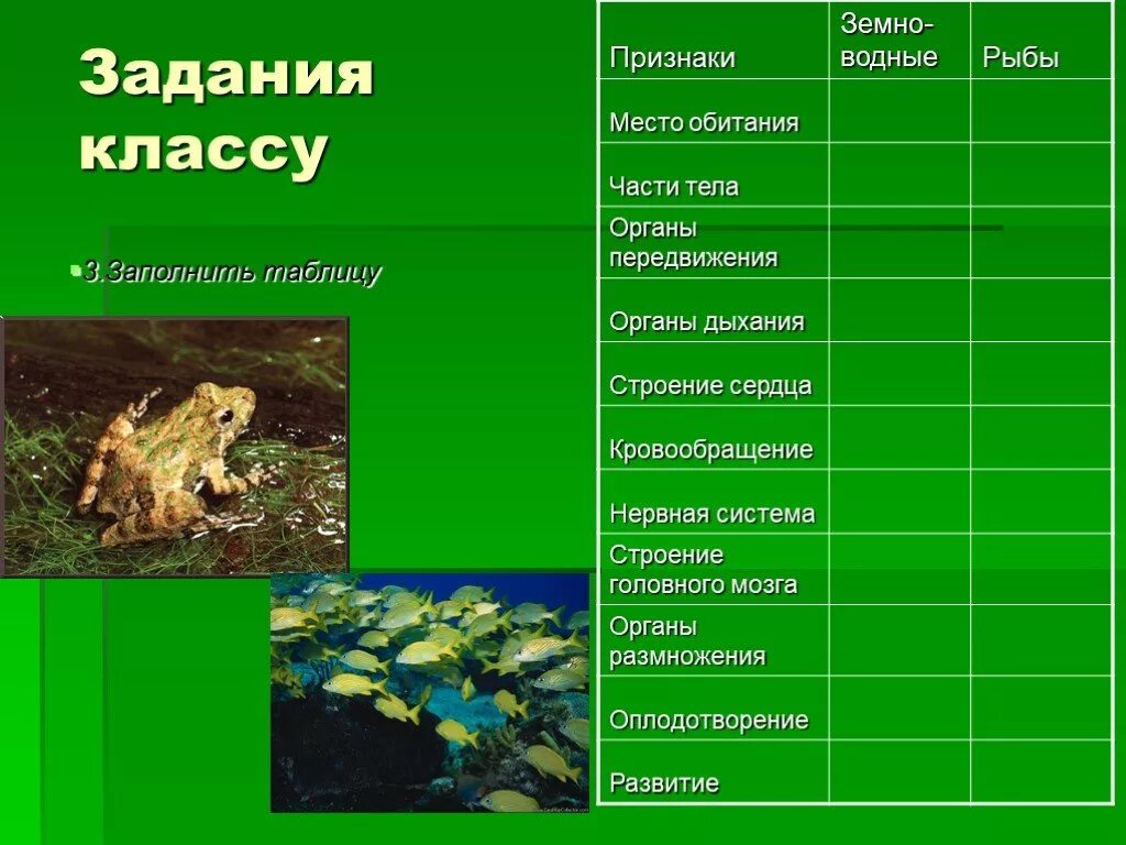 Сходства в размножении земноводных и рыб. Таблица земноводные 7 класс биология. Особенности земноводных и пресмыкающихся. Признаки класса амфибии. Признаки рыб и земноводных таблица.