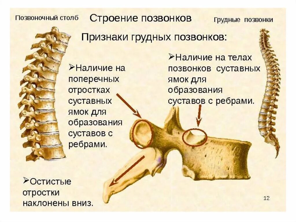 Строение остистого отростка позвонка. Грудной позвонок строение позвонка. Грудной отдел позвоночника (12 позвонков) (vertebrae Thoracales). Реберная ямка грудного позвонка.