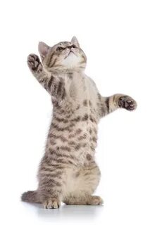 Кот стоит на зеленом фоне