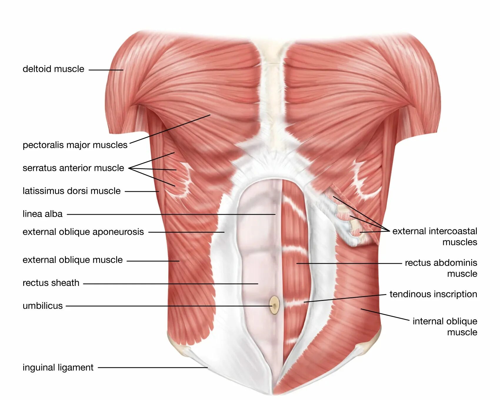 Передняя часть живота. Брюшной пресс мышцы анатомия. Поверхностные мышцы живота анатомия. Брюшные мышцы живота анатомия. Мышцы живота анатомия латынь.