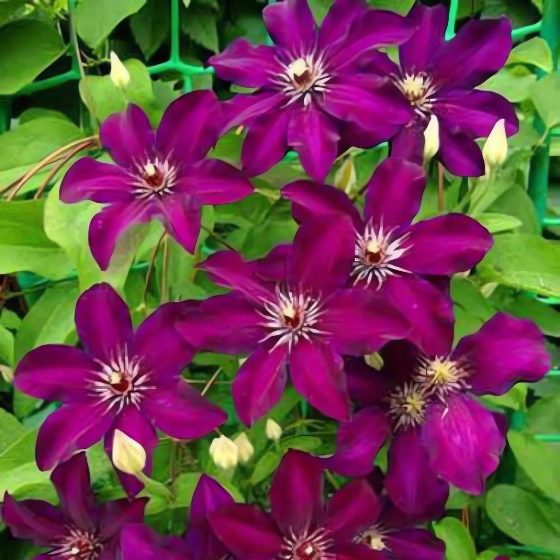 Клематис Полония Реститута (Clematis Polonia Restituta) купить в Москве по низко