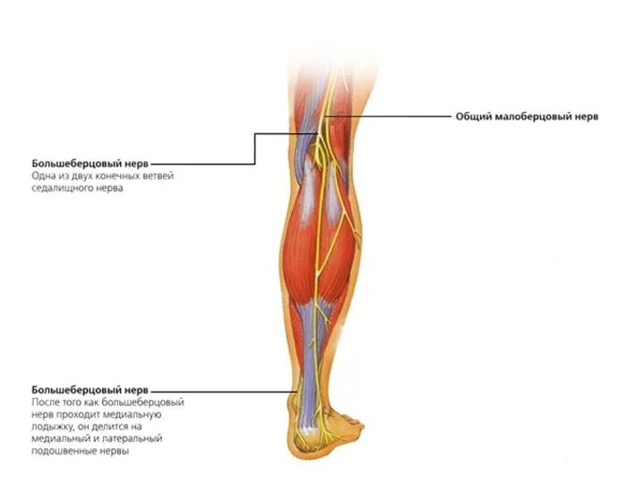 Большеберцовый нерв иннервирует мышцы. Малоберцовый нерв анатомия повреждение. Туннельный синдром большеберцового нерва. Проекция общего малоберцового нерва. Нейропатия бедра