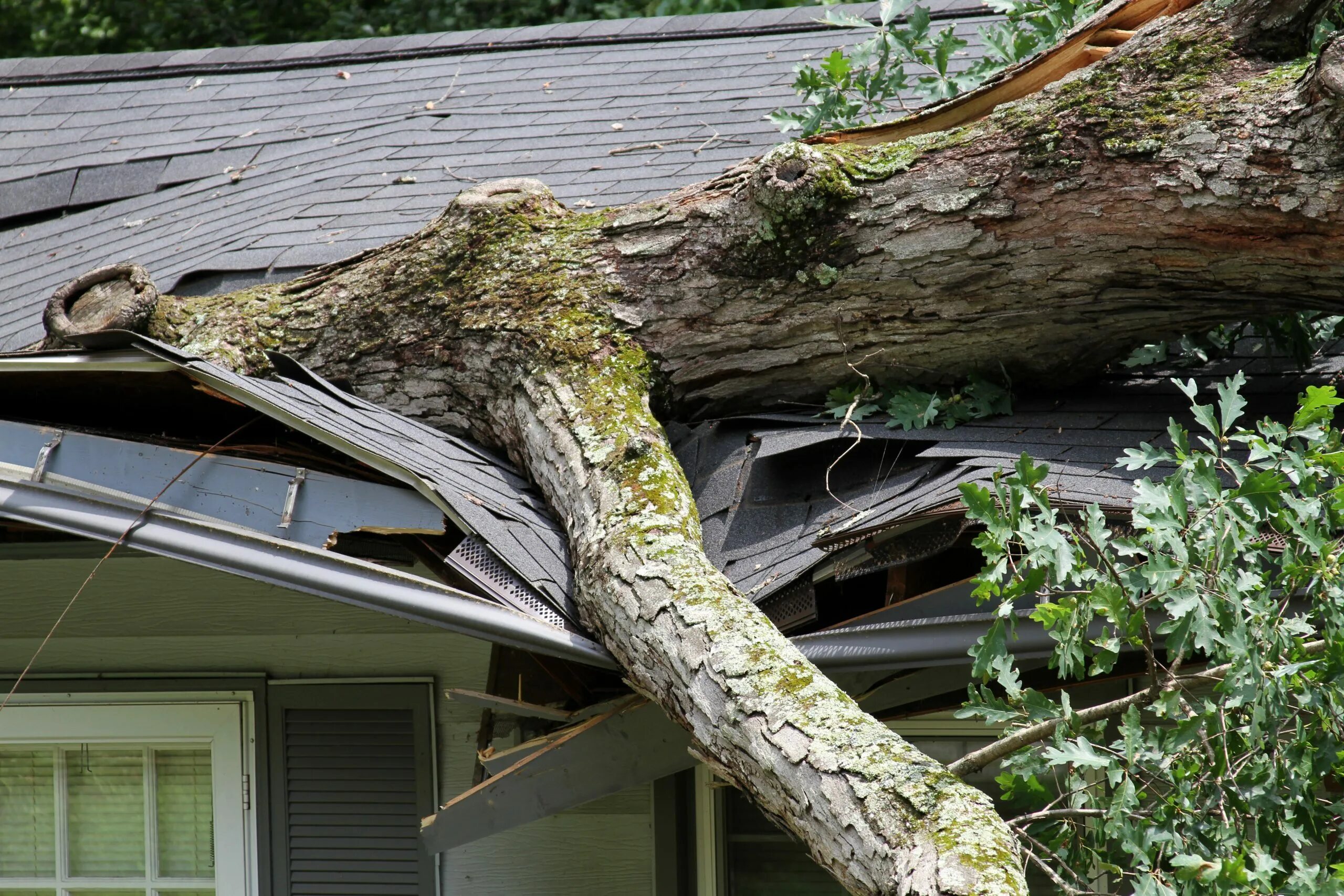 Помогает ли деревья. Дерево упало на частный дом. Упало дерево на крышу дома. Сломанное дерево. Дерево на крыше.