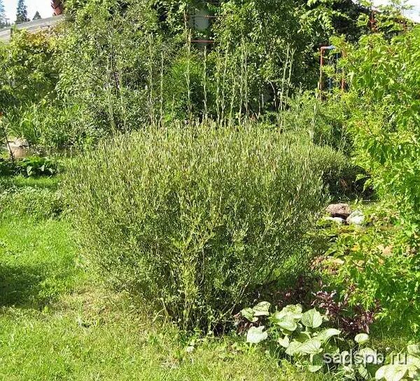 Дерево семейства ивовых - MosRosa.ru