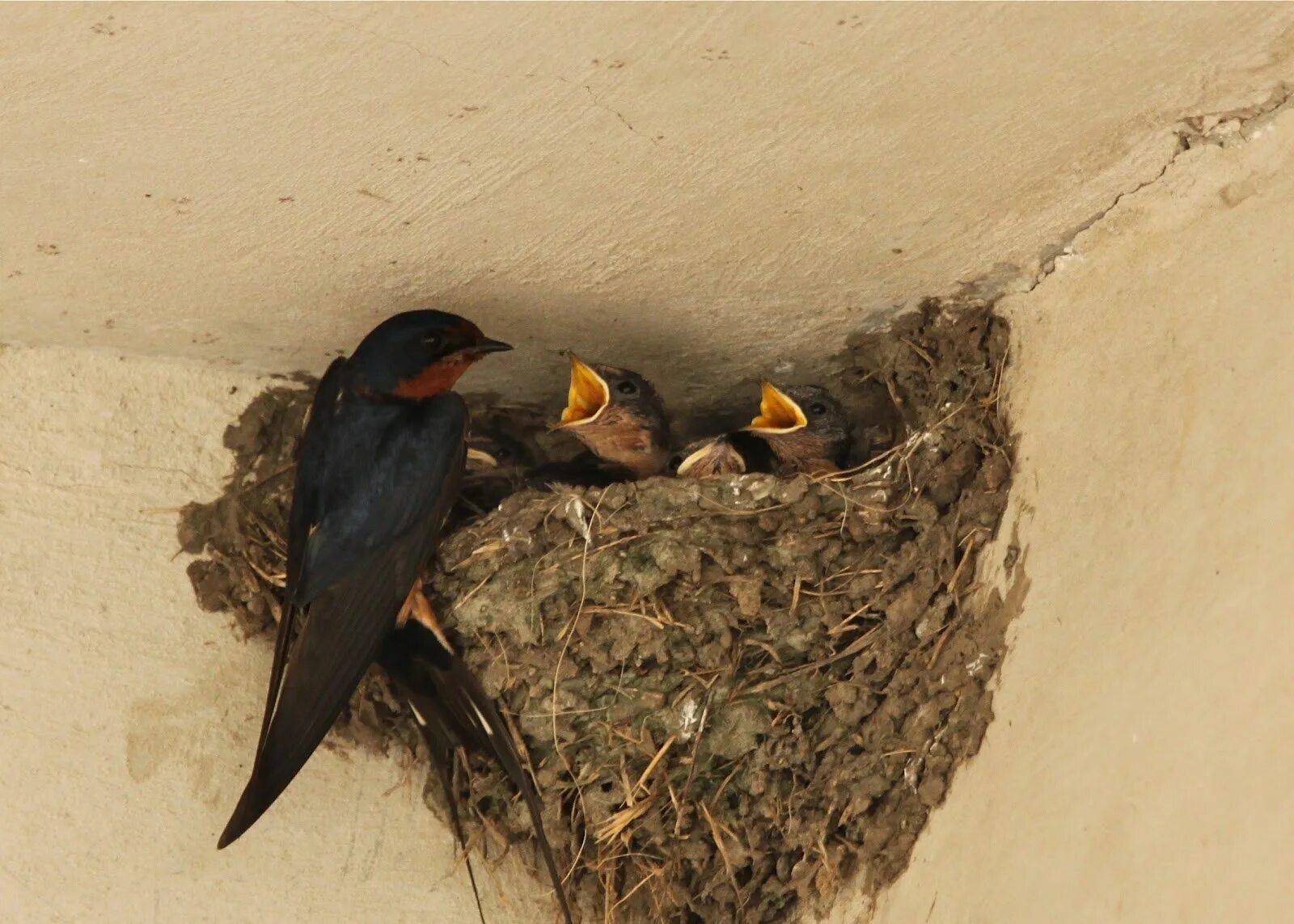 Гнезда птиц под крышей дома. Гнездо ласточки. Гнездо деревенской ласточки. Ласточки перелетные птицы гнезда. Ласточка птица гнездо.