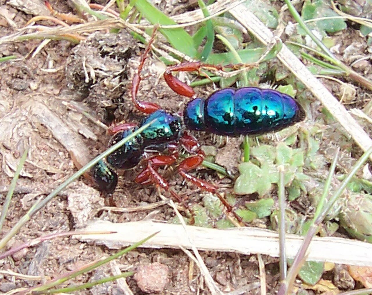 Синий муравей насекомое. Синий муравей. Синий муравей насекомое. Синий муравей. Blue ant.
