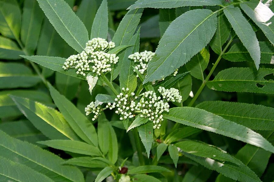 бузина трава. растение бузина травянистая (бузина чёрная). самбукус нигра (бузина черная)куст. Sambucus ebulus. бузина трава.